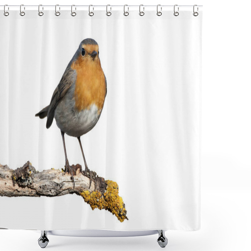 Personality  Robin - Erithacus Rubecula, Standing On A Branch With White Back Shower Curtains