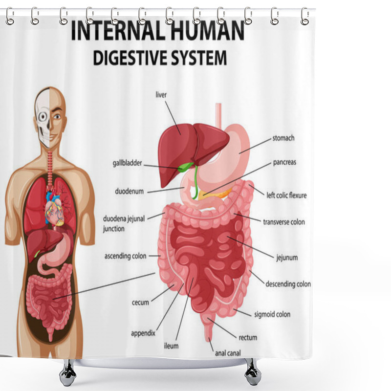 Personality  Diagram Showing Internal Human Digestive System Illustration Shower Curtains