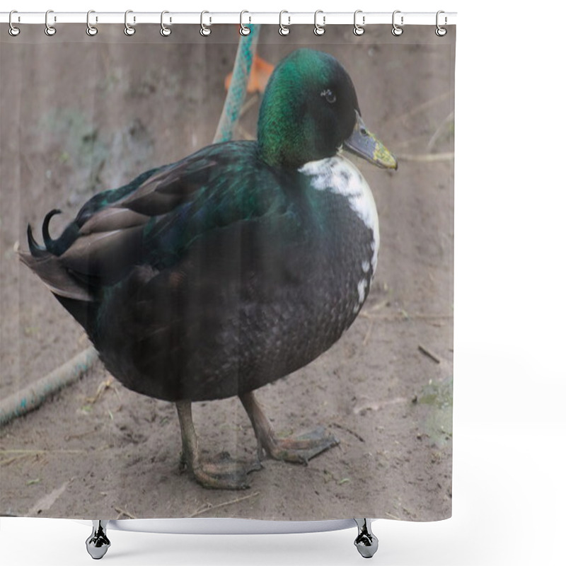 Personality  A Duck Of The Old Traditional Breed Of Pomeranian Ducks Shower Curtains