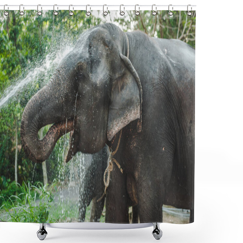 Personality  Elephant Washes Water In Nature In Thailand Shower Curtains