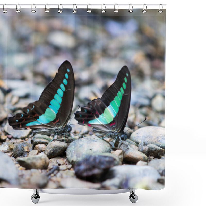 Personality  Two Butterfly Of The Same Kind On The Ground In The Forest Shower Curtains