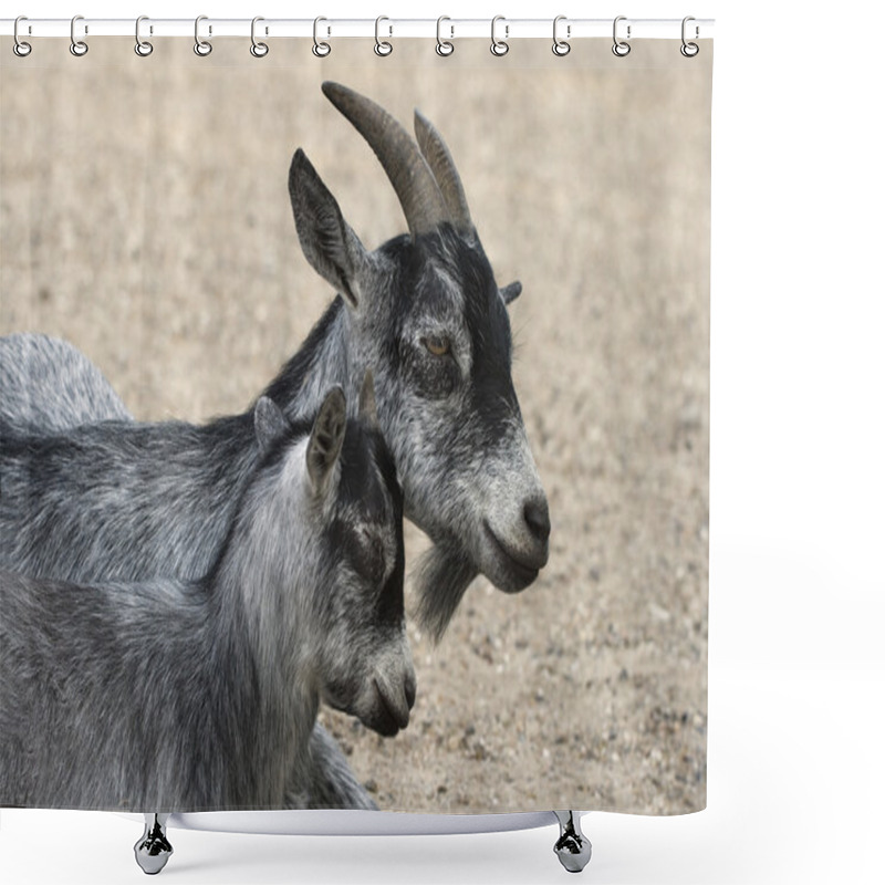 Personality  Goat And Her Child Shower Curtains