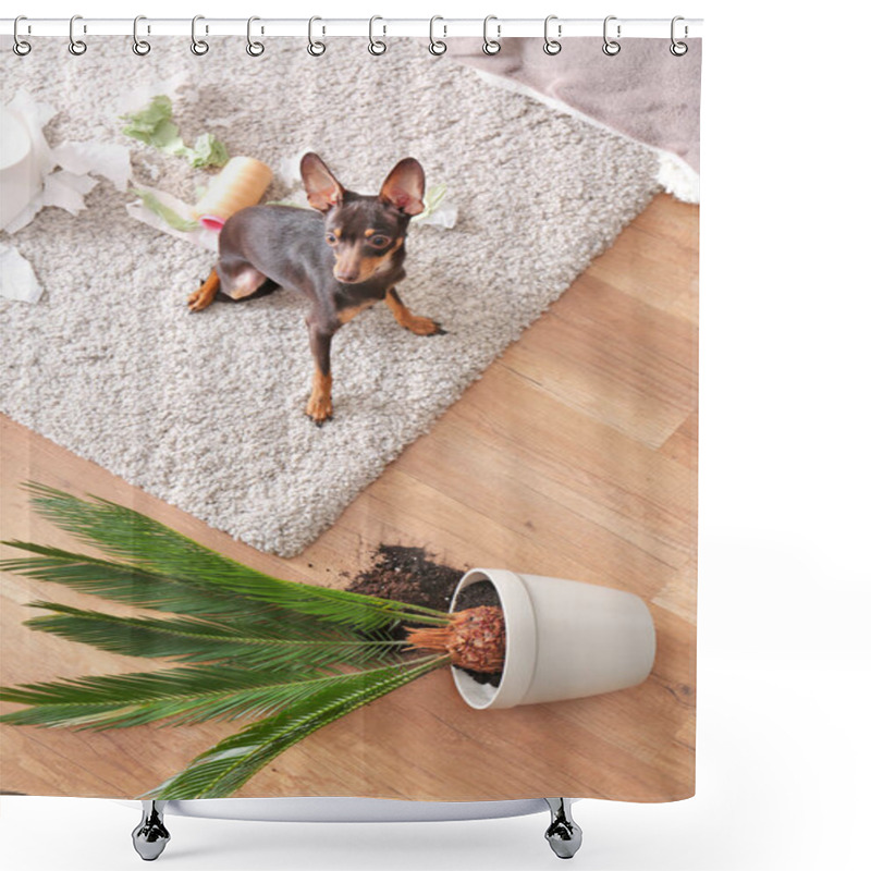 Personality  Mischievous Toy Terrier And Overthrown Houseplant Indoors Shower Curtains