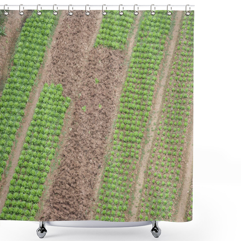 Personality  Rows On The Field Shower Curtains