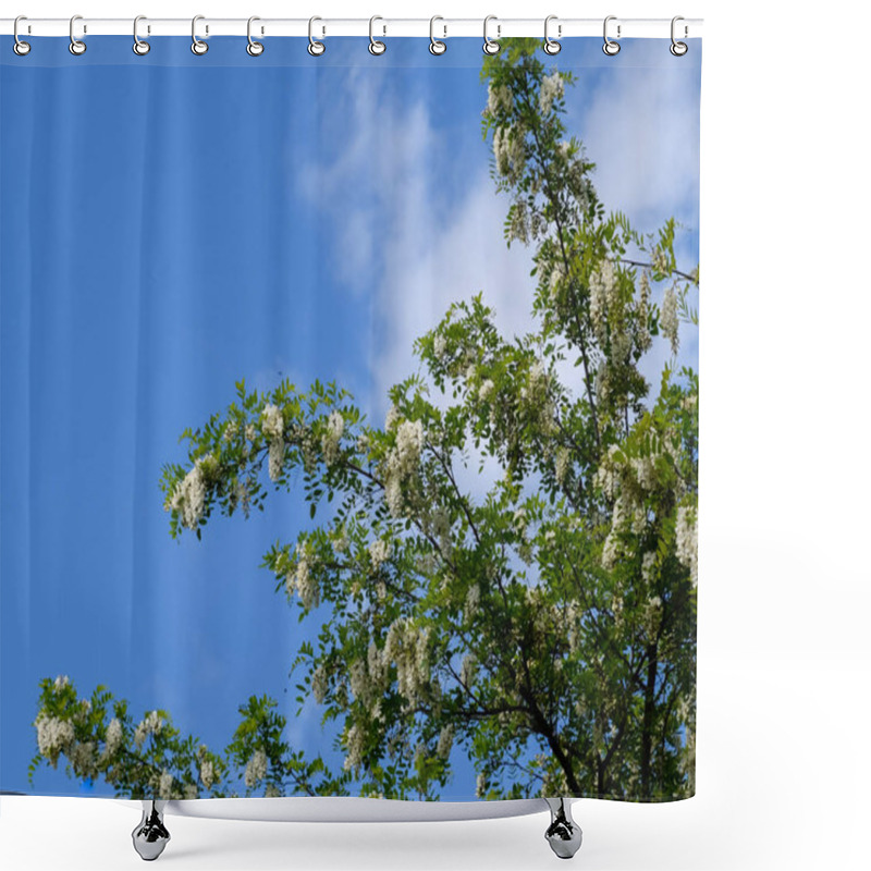 Personality  Flowering Acacia White Grapes Shower Curtains