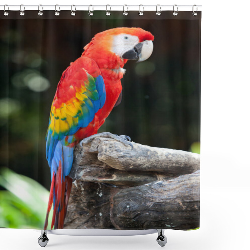 Personality  Beautiful Scarlet Macaw Shower Curtains