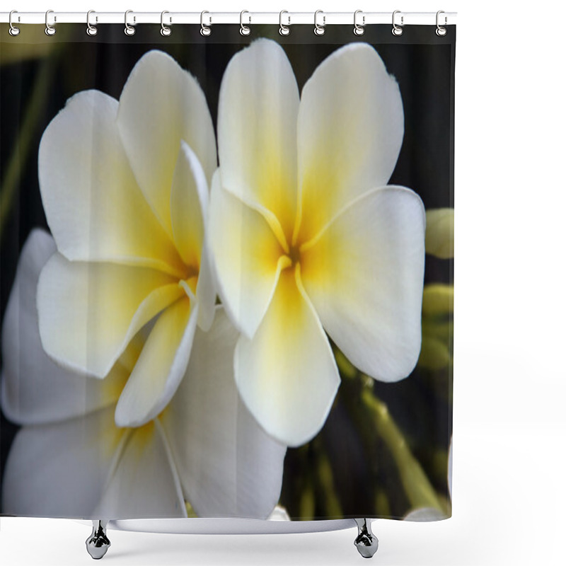 Personality  Paradise Frangipani. Flowers Of Borneo. Shower Curtains