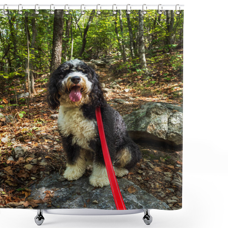 Personality  Bernedoodle Dog With A Red Leash Is On A Hike On The North Mountain And Laurel Run Trail, West Virginia And Virginia. Shower Curtains