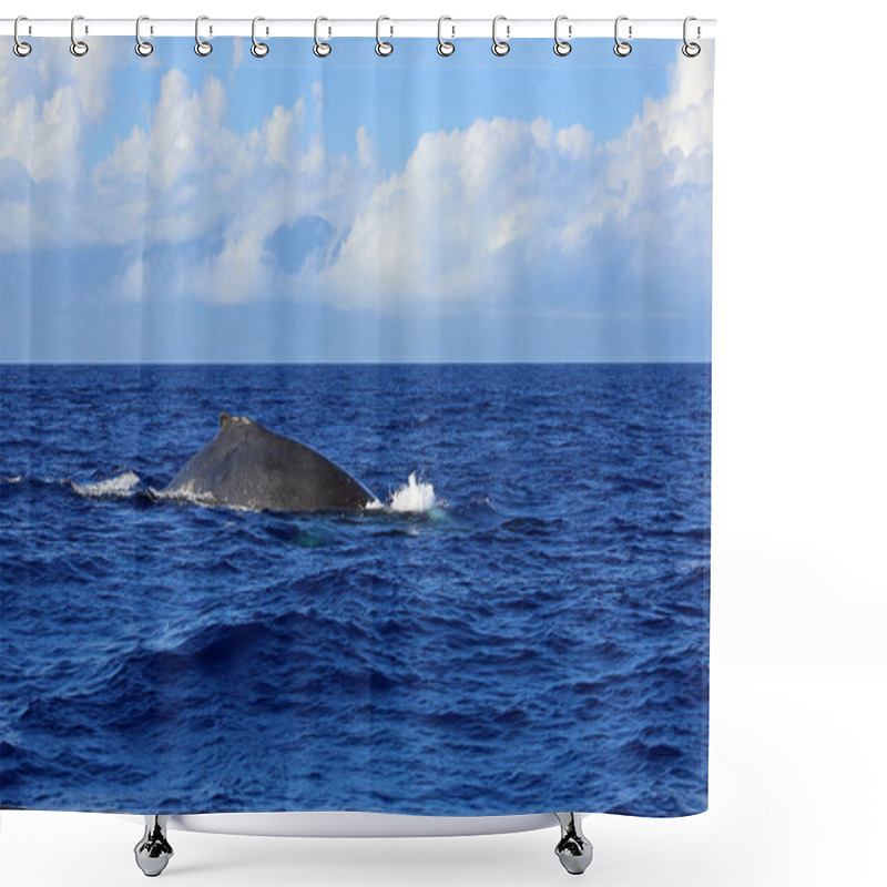 Personality  Whales Back In Blue Water - Humpback Whale, Maui, Hawaii Shower Curtains