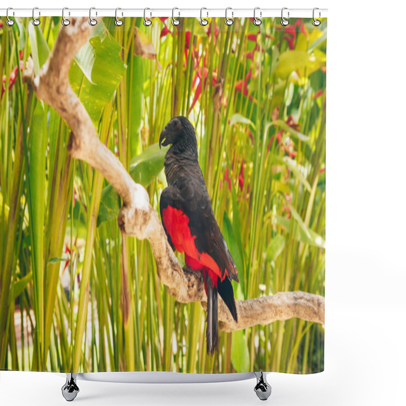 Personality  Pesquet Parrot, Psittrichas Fulgidus, Rare Bird From New Guinea. Ugly Red And Black Parrot In The Nature Habitat, Dark Green Forest. Wildlife Scene From Asia. Endemic Bird Sitting On The Branch. Shower Curtains