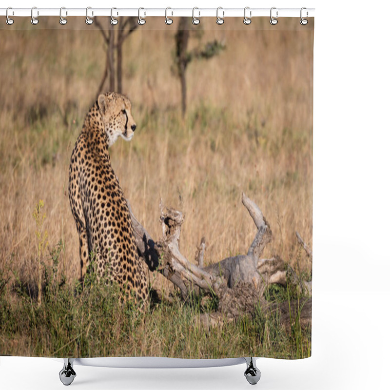 Personality  Cheetah Sits Beside Dead Log In Grass Shower Curtains