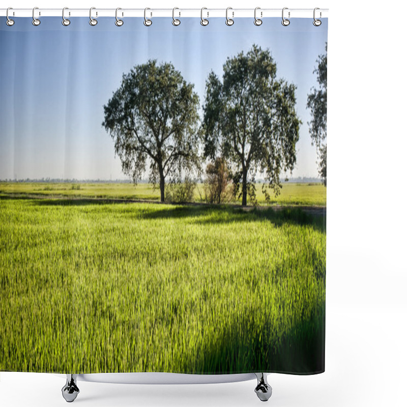 Personality  Rice Fields California Shower Curtains