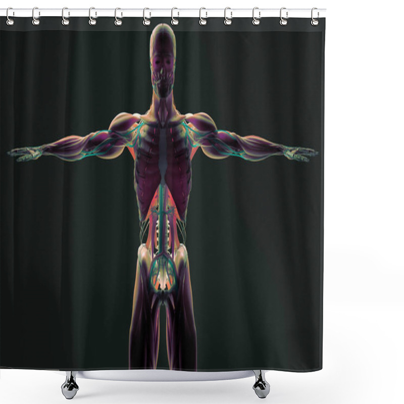 Personality  Human Anatomy Model Shower Curtains