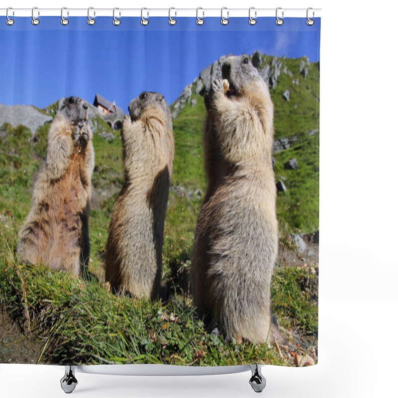 Personality  Three Standing Marmots In The Mountains Eat With Their Paws Shower Curtains