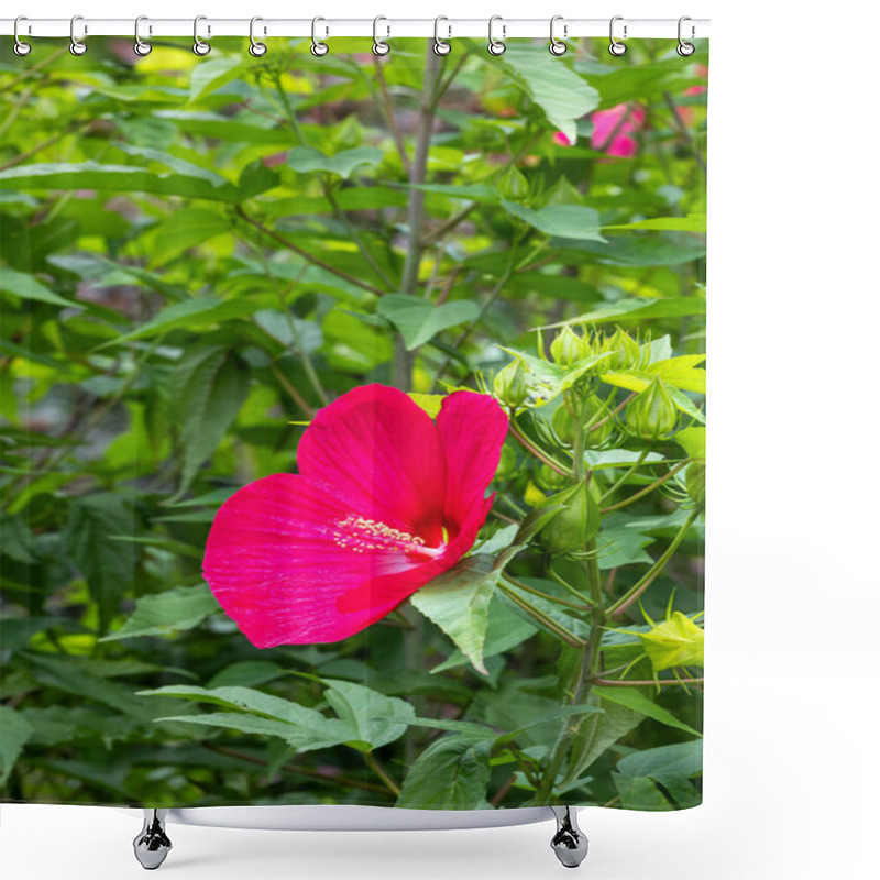 Personality  Red Hibiscus Moscheutos Flowers Blooming In Summer In The Garden. Shower Curtains