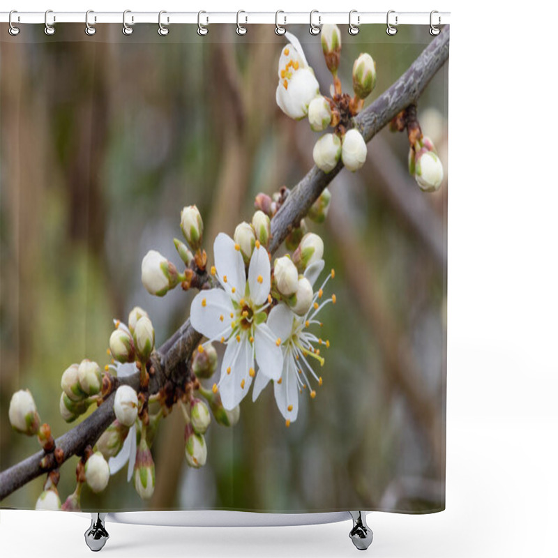 Personality  Macro Shot Of Blackthorn (prunus Spinosa) Blossom In Bloom Shower Curtains