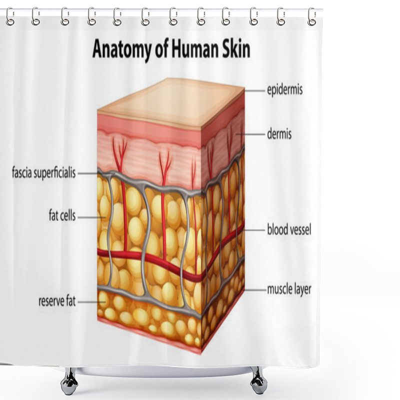 Personality  Human Skin Anatomy Shower Curtains