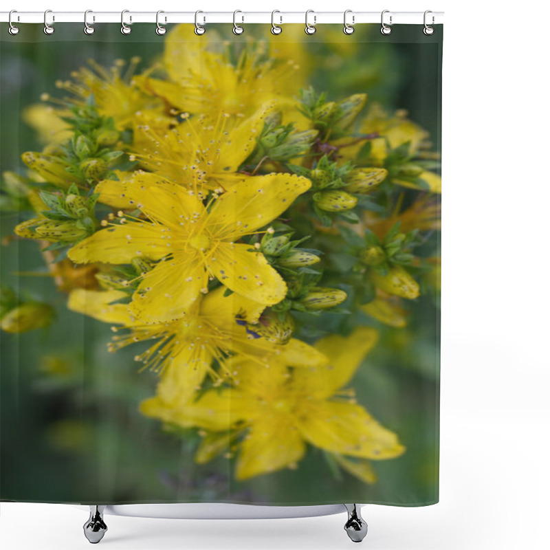 Personality  St John's Wort (lat. Hypericum Perforatum) Shower Curtains