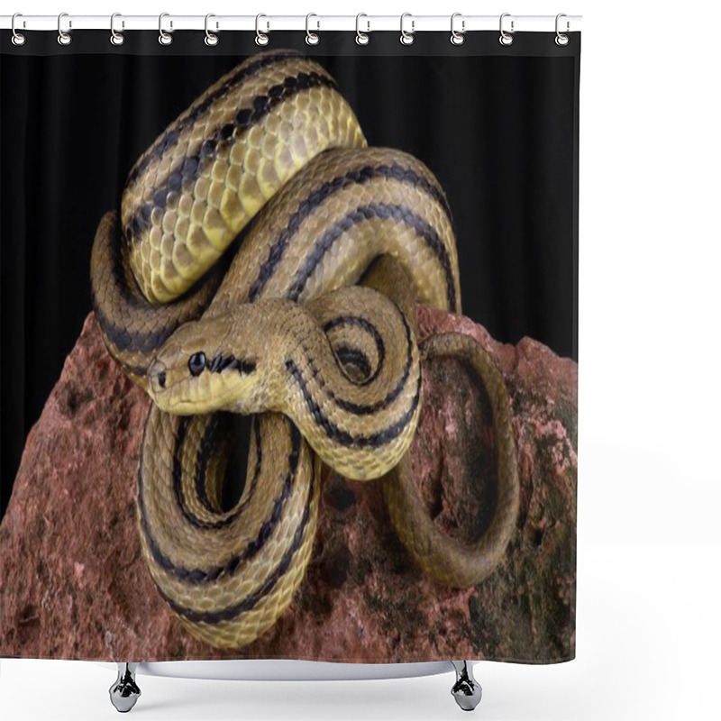 Personality  Four-lined Snake On Black Background Shower Curtains