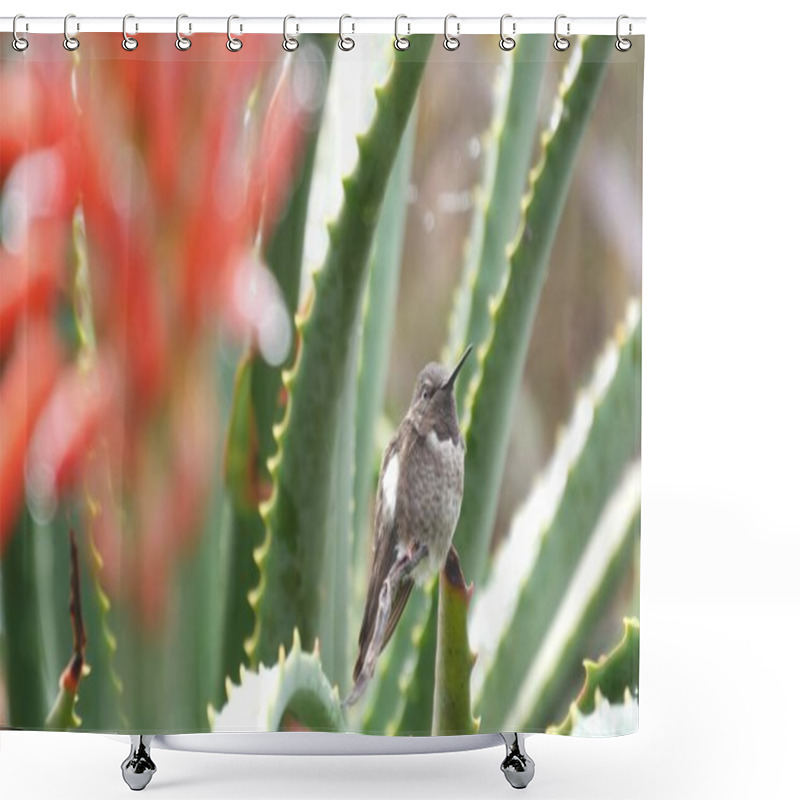 Personality  Small Tiny Bird And Aloe Red Flower Bloom, Succulent Cactus Inflorescence, Exotic Blossom. California Flora And Fauna, USA Plants And Animals. Botanical Floral Background. Wet Leaves In Rain Dew Drops Shower Curtains