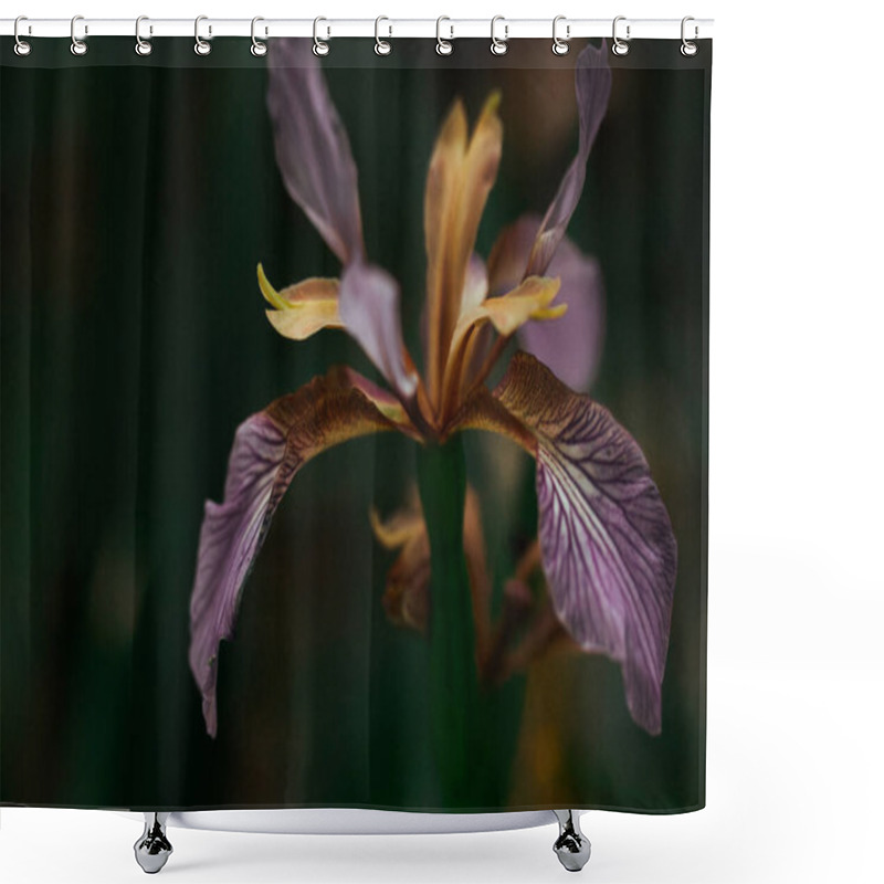 Personality  Beautiful Single Iris Foetidissima Violet Purple Flower Bud On Dark Background. Stinking Iris, Gladdon, Gladwin Iris, Roast-beef Flowering Plant. Shower Curtains