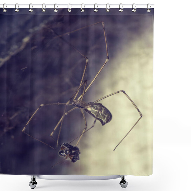 Personality  Spider And Prey Shower Curtains