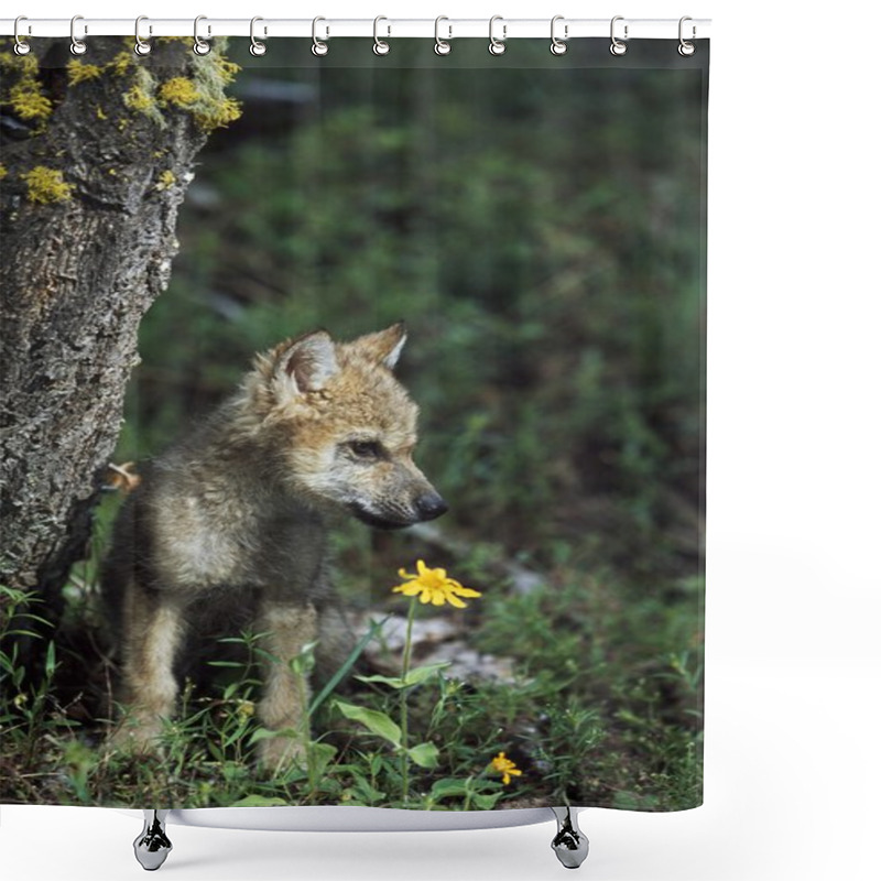 Personality  Wolf Puppy (Canis Latrans) Shower Curtains