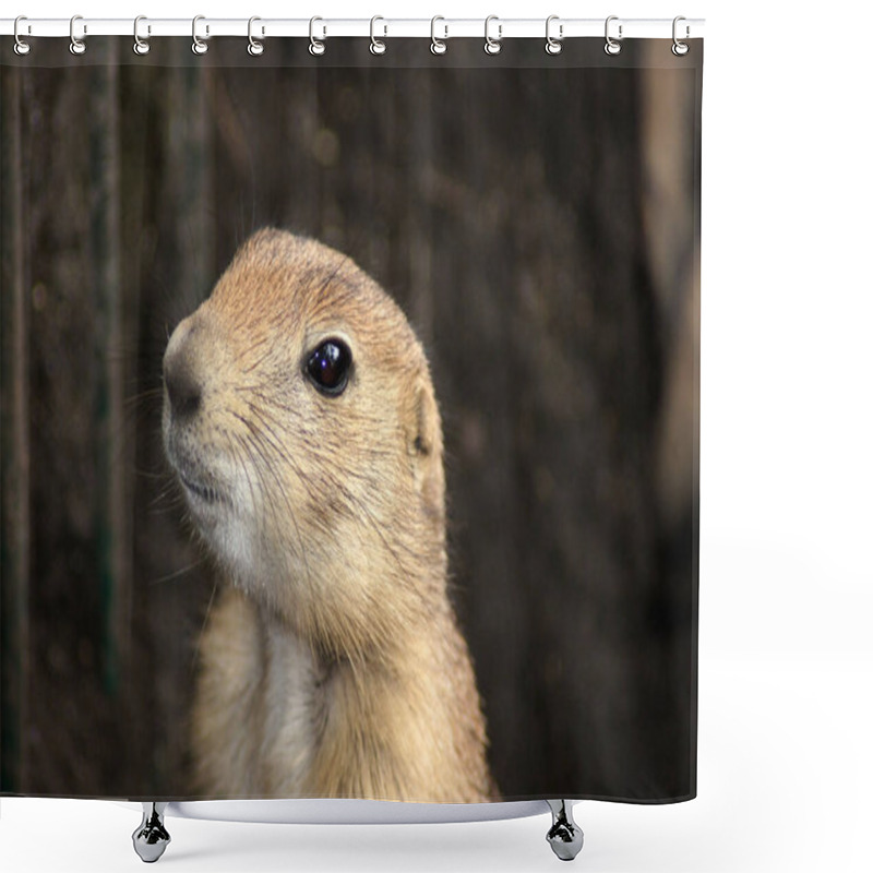 Personality  A Closeup Shot Of A Fluffy Gopher Shower Curtains