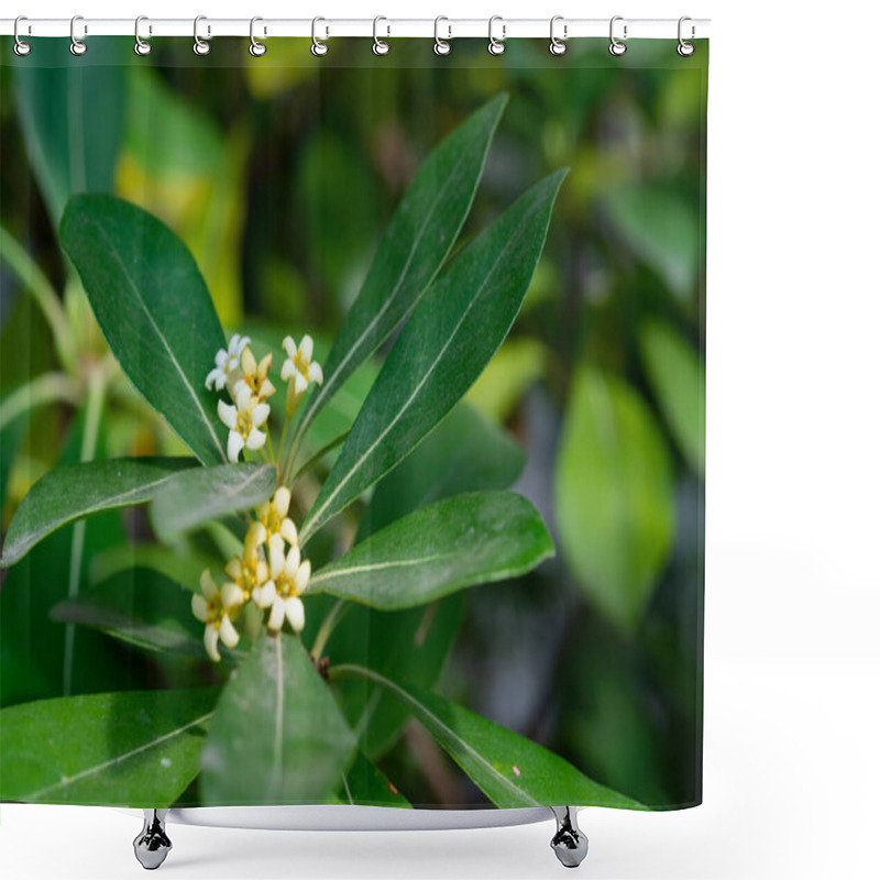 Personality  Pittosporum Tobira, White-yellow Flowers On A Background Of Green Leaves Shower Curtains