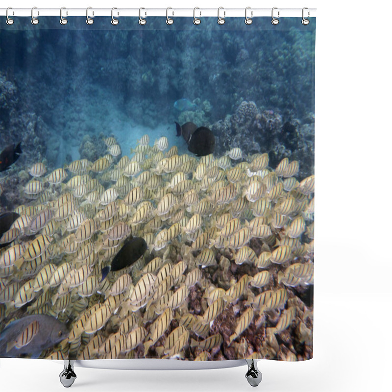 Personality  Various Fish Sneaking Along With A School Of Yellow Tang Fish Shower Curtains