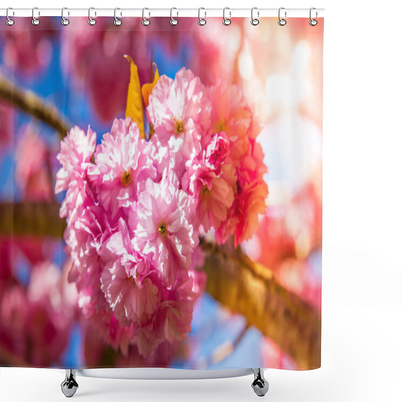 Personality  Close Up View Of Beautiful Cherry Tree Blossom And Sunlight Backdrop Shower Curtains