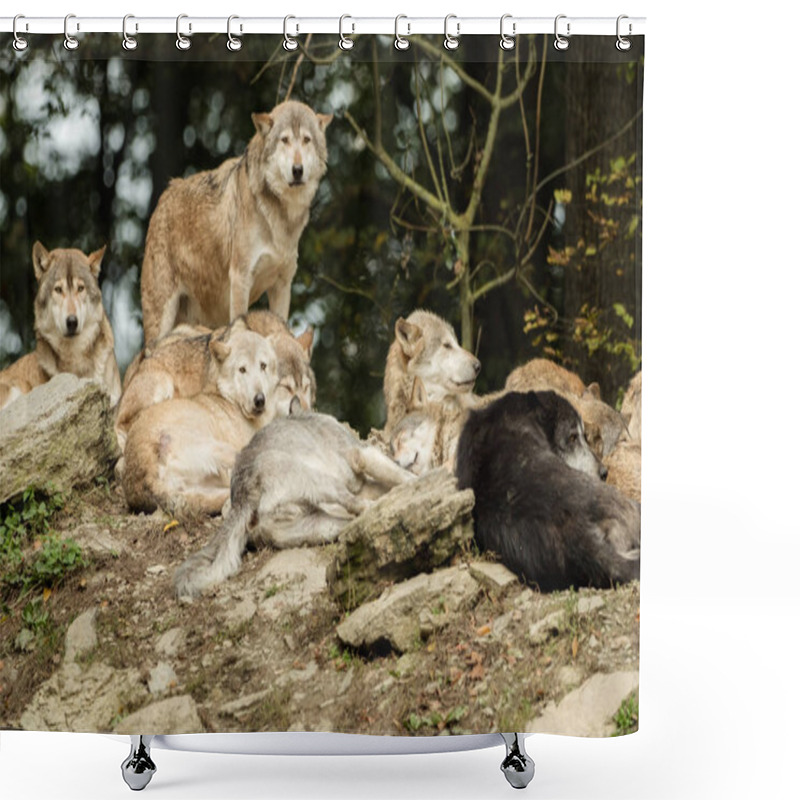 Personality  A Pack Of Wolves On A Rock Shower Curtains