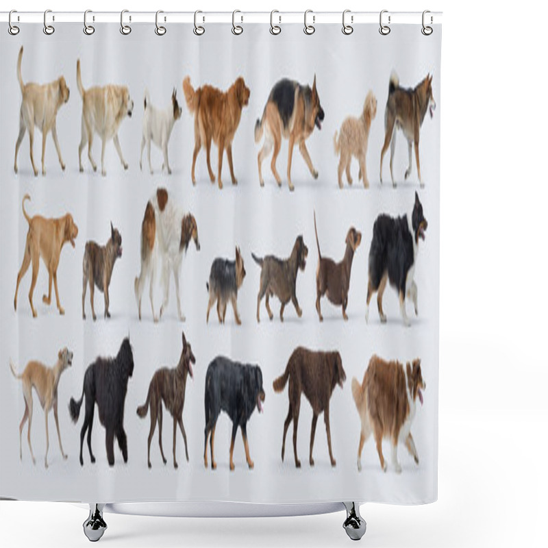 Personality  Dogs Of Different Breeds Walking Profile View, Full Body, Collection Of Portraits Shower Curtains