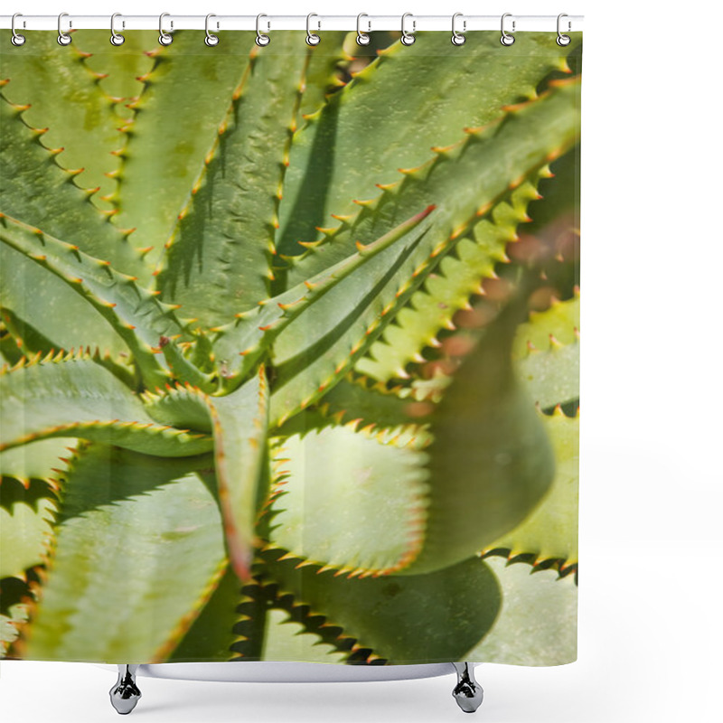 Personality  Aloe Leaves With Orange Thorns Shower Curtains