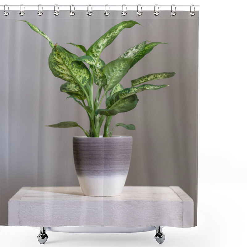 Personality  Dieffenbachia Dumb Canes Plant In Silver Pot Shower Curtains