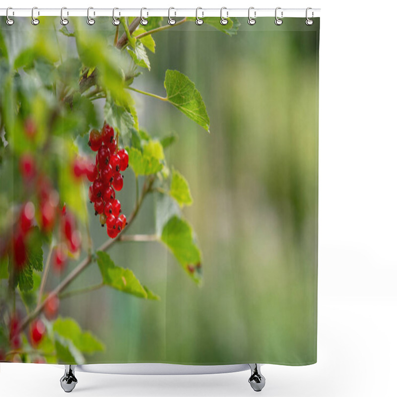 Personality  Shallow Depth Of Field, Red Currant, Ribes Rubrum, And Green Leaves. Close Up, Soft Focus Of Berries.  Green Bokeh Background, Copy Space. Shower Curtains