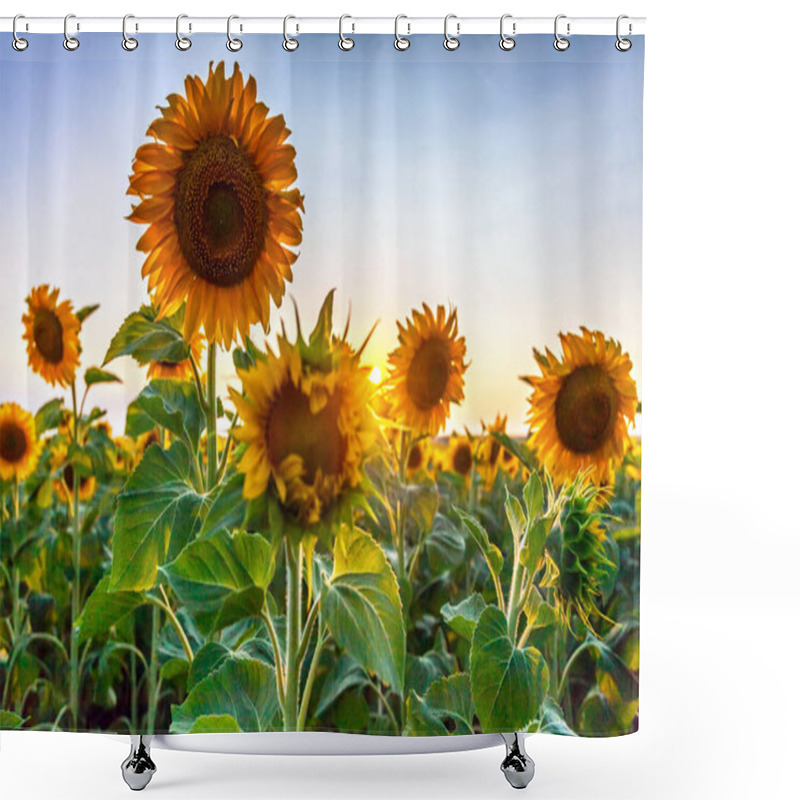 Personality  Sunflower Plants At Sunset Shower Curtains