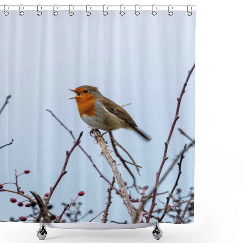 Personality  A European Robin, A Small Insectivorous Bird, Perched In The National Botanic Gardens, Dublin, Ireland. Shower Curtains