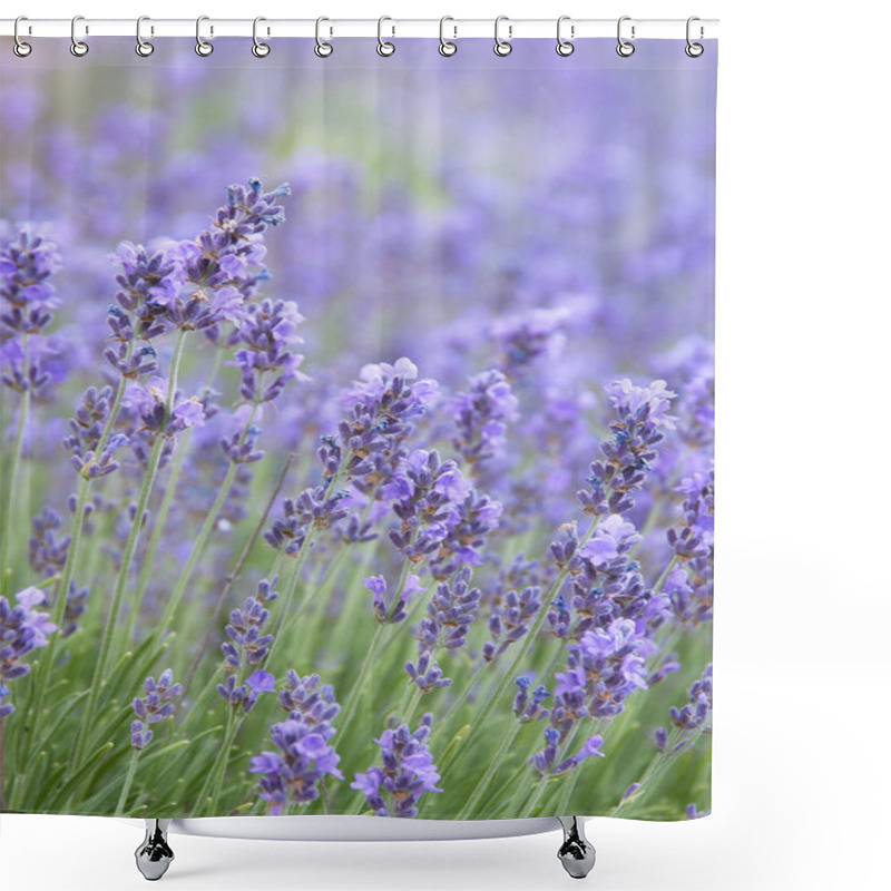 Personality  Lavender Field Shower Curtains