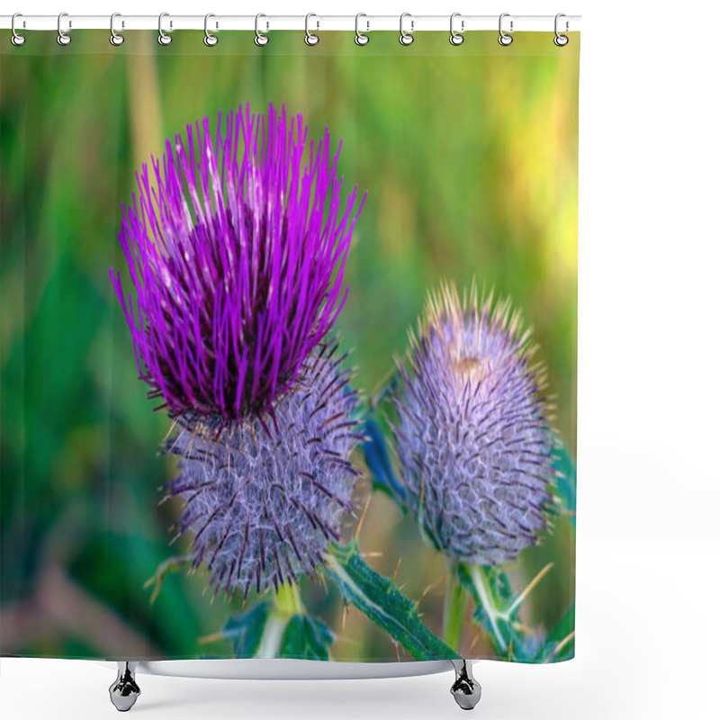 Personality  Spear Thistle. Cirsium Vulgare In The Garden. Selective Focus Shower Curtains