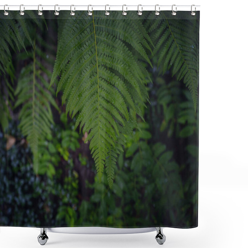 Personality  Beautiful Ferns Leaves Green Foliage. Close Up Of Beautiful Growing Ferns In Forest Or Park. Rainforest Jungle Landscape. Green Plants Nature Wallpaper. Organic Nature Background. Shower Curtains