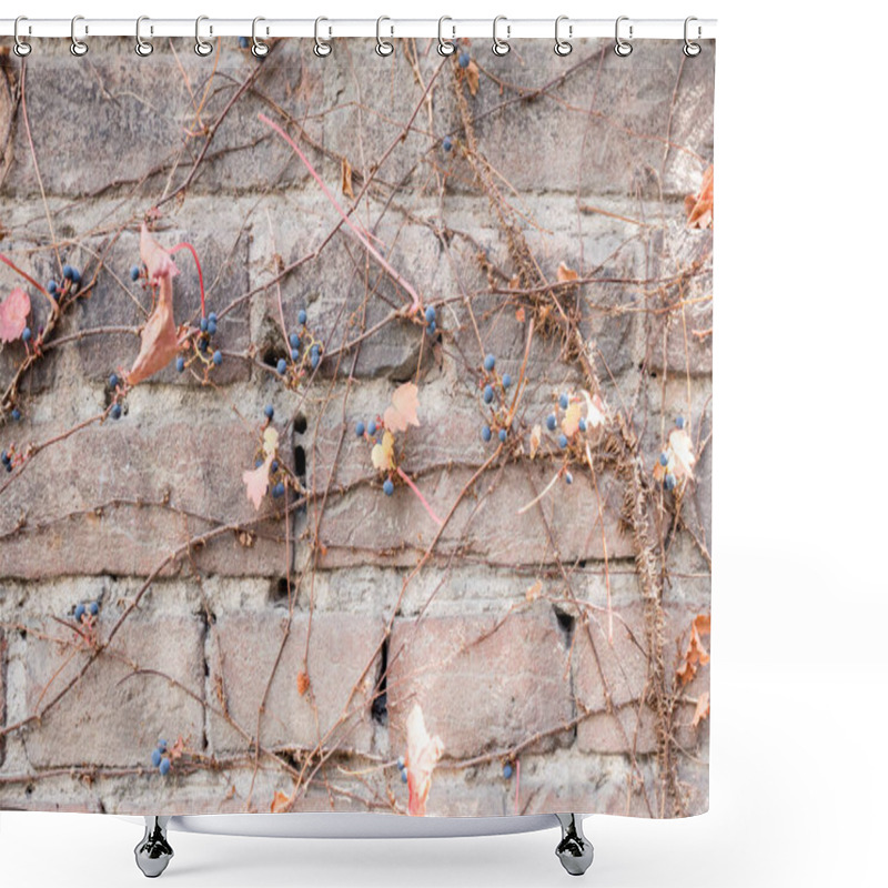 Personality  Background With Brick Wall, Autumn Leaves, Vine, Blue Berries Shower Curtains