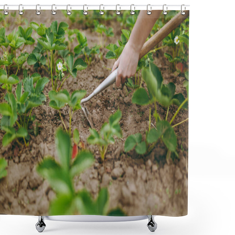 Personality  Woman Hands Remove Weeds From Her Strawberry Beds Using Hoe Shower Curtains