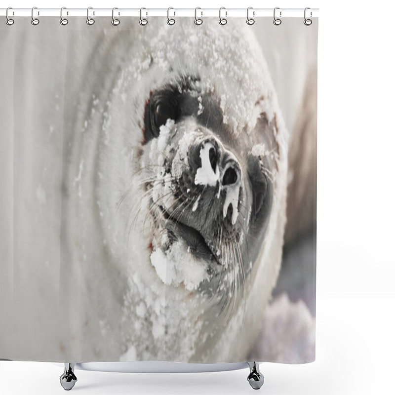 Personality  Snot-nosed Seal Shower Curtains