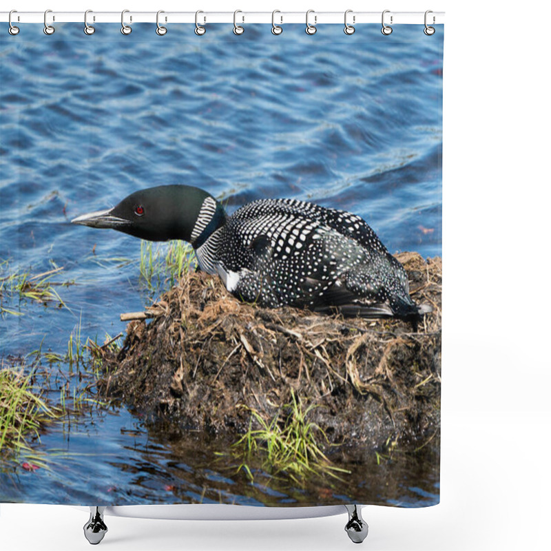 Personality  Loon Nesting On Its Nest With Marsh Grasses, Mud And Water By The Lake Shore In Its Environment And Habitat Displaying Red Eye, Black And White Feather Plumage, Greenish Neck With A Blur Background. Loon Nest Image. Loon On Lake. Loon In Wetland.  Shower Curtains