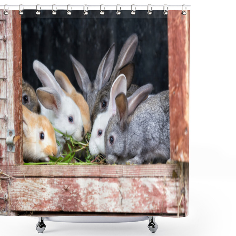 Personality  Rabbits In A Hutch Shower Curtains