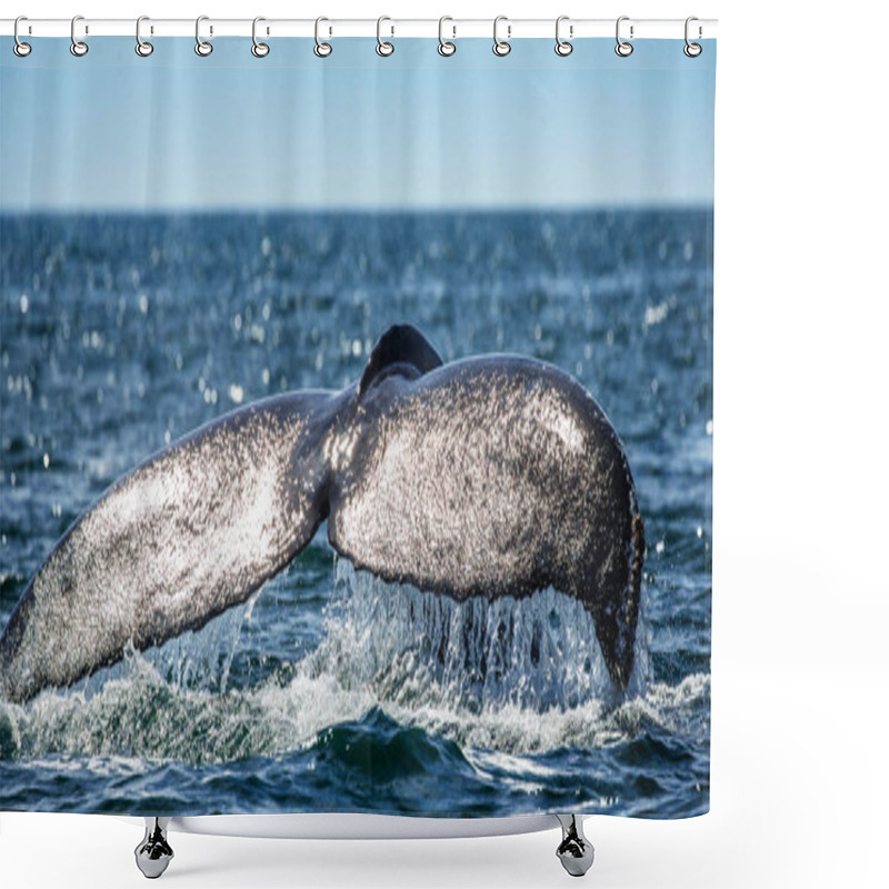 Personality  Tail Of Humpback Whale Shower Curtains