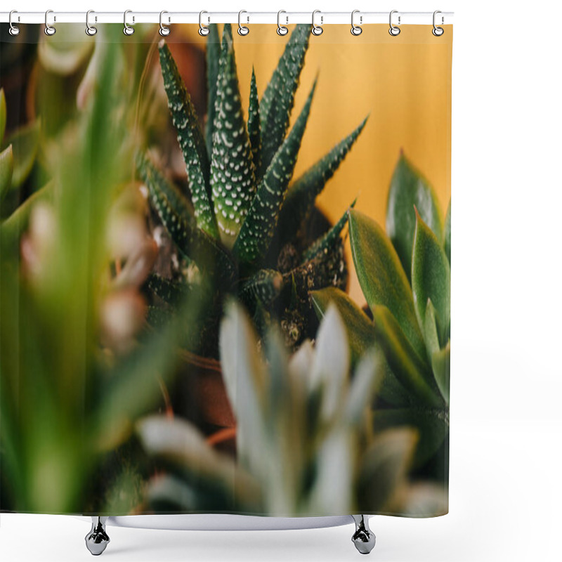 Personality  Selective Focus Of Beautiful Green Potted Succulents Plants On Yellow  Shower Curtains