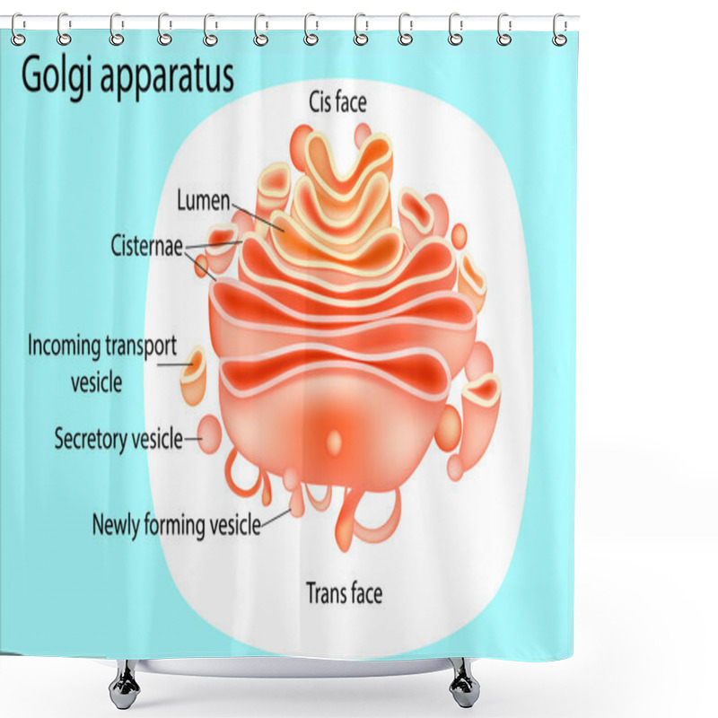 Personality  Golgi Apparatus. Diagram.  Vector Shower Curtains