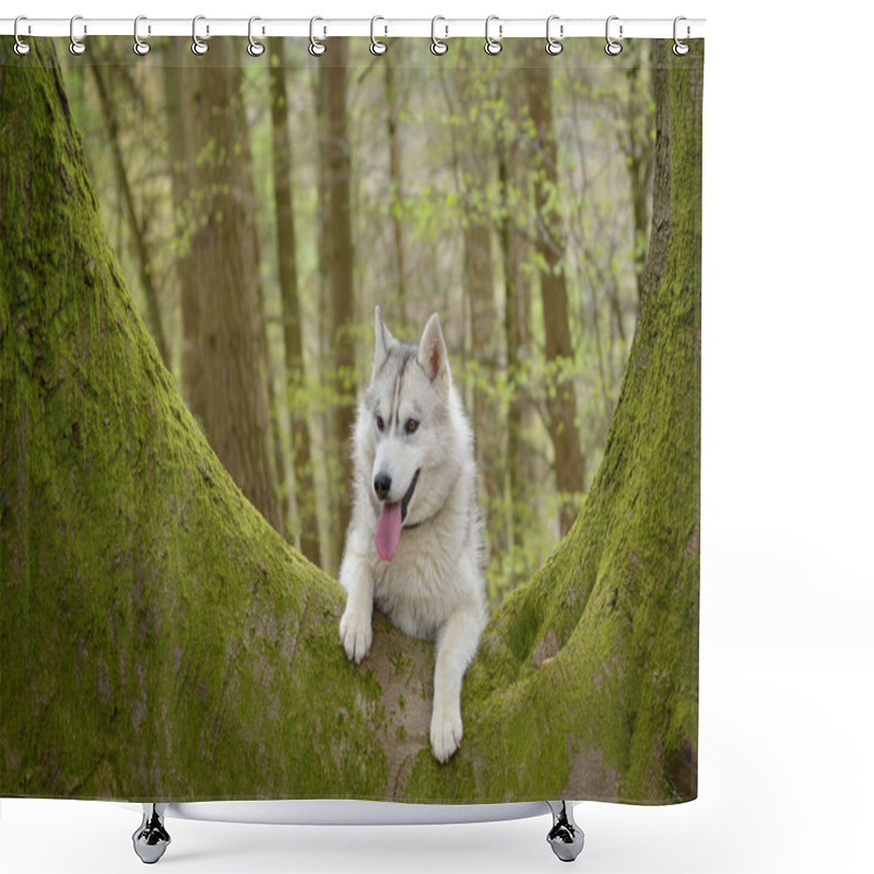 Personality  Siberian Husky Shower Curtains